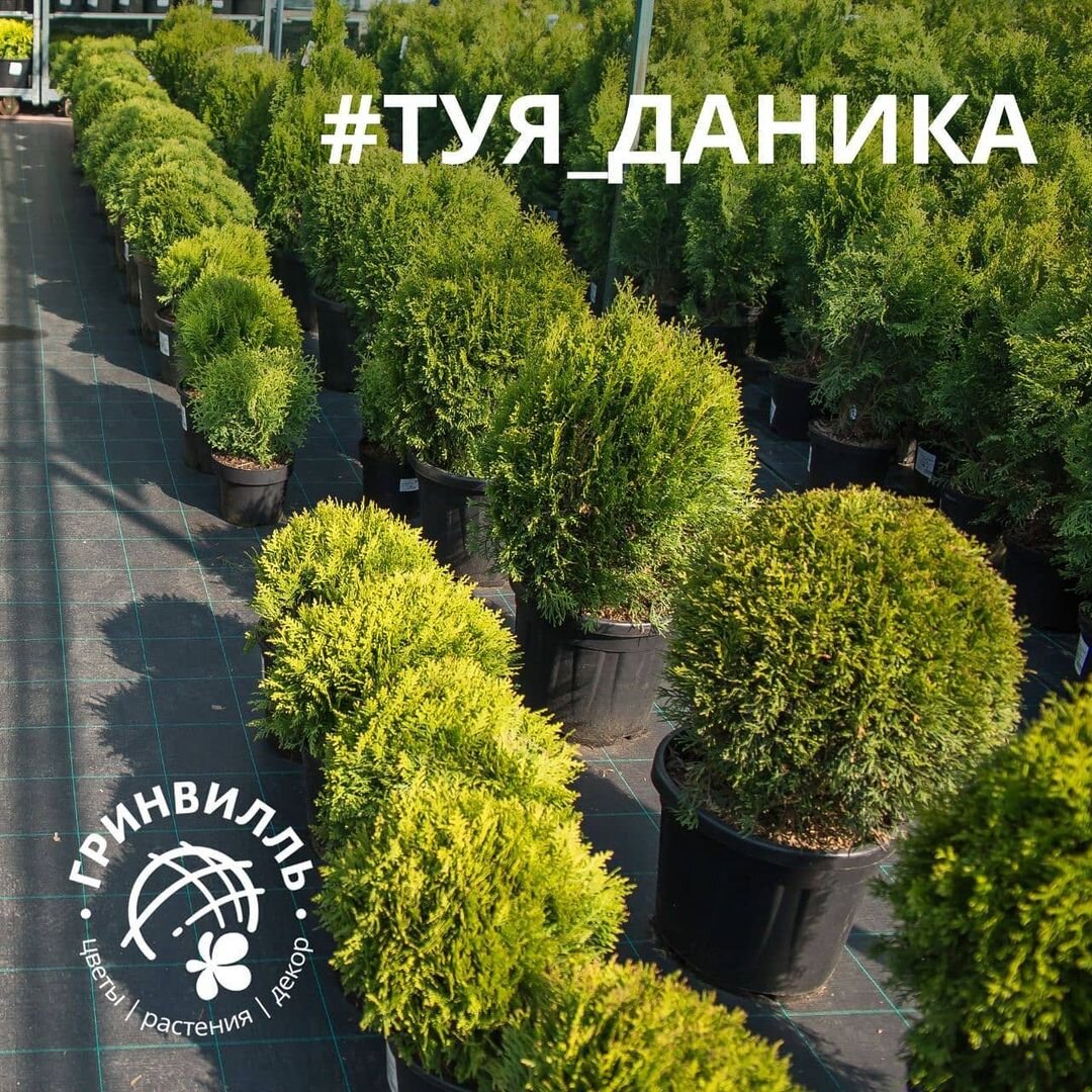 Туя Западная Даника 