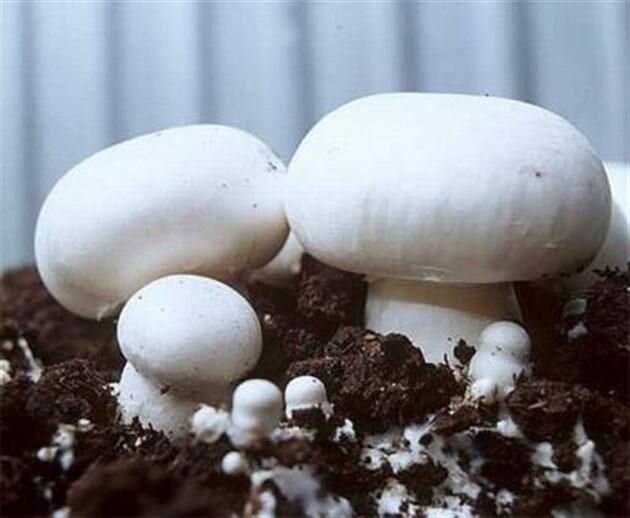 Как правильно вырастить грибы на своём дачном участке