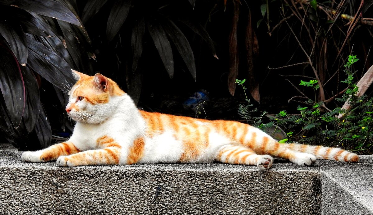 Flickr/Dennis Sylvester Hurd 