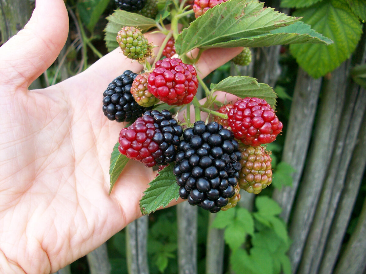 Ежевика Торнфри. Так неравномерно она поспевает. Фото из интернета