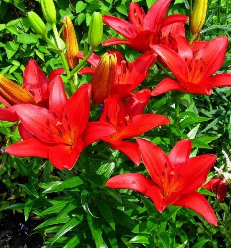 Азиатская лилия: сорта с названиями, посадка и уход в открытом грунте, гибриды «Аннемарис дрим» и «Танго» (47 фото)