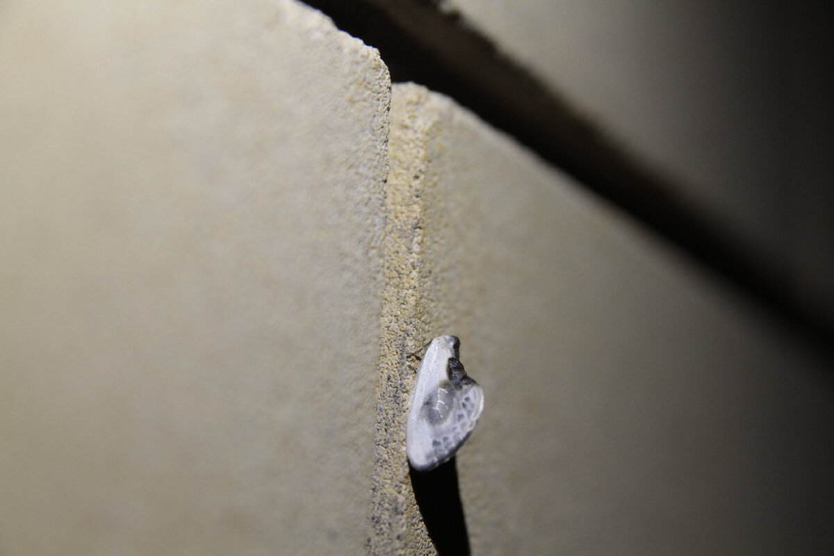 Тупокрылка белая (Cilix glaucata). Снято в Краснодаре