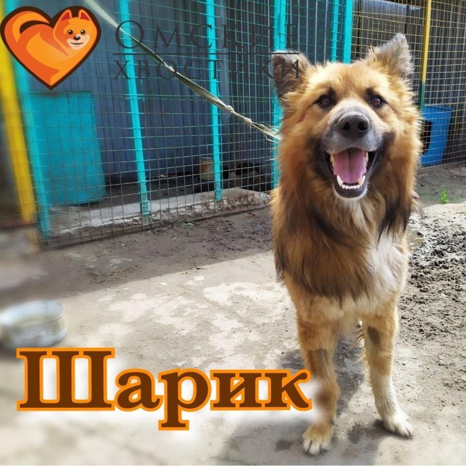 Тот самый Шарик в приюте Омские Хвостики