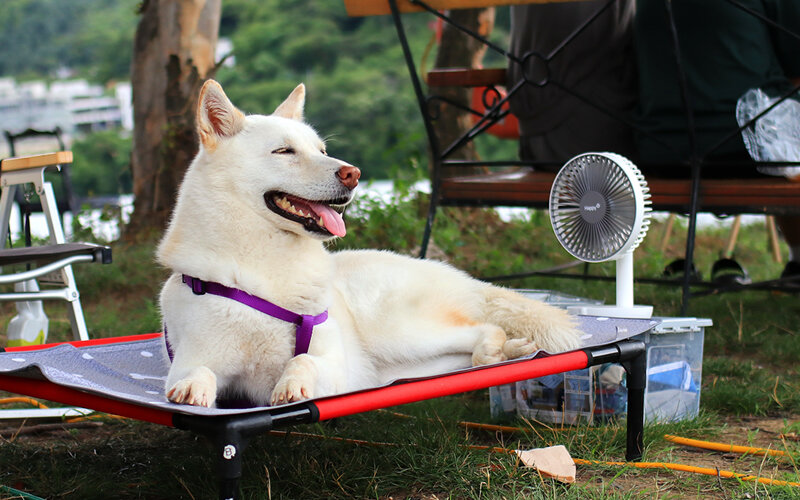 Пожилым и покрытым густой шерстью собакам в жаркую погоду приходится особенно нелегко.  Фото Photowill/Pixabay