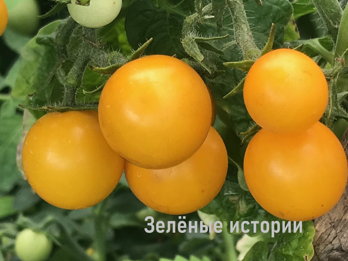 Золотая вишня