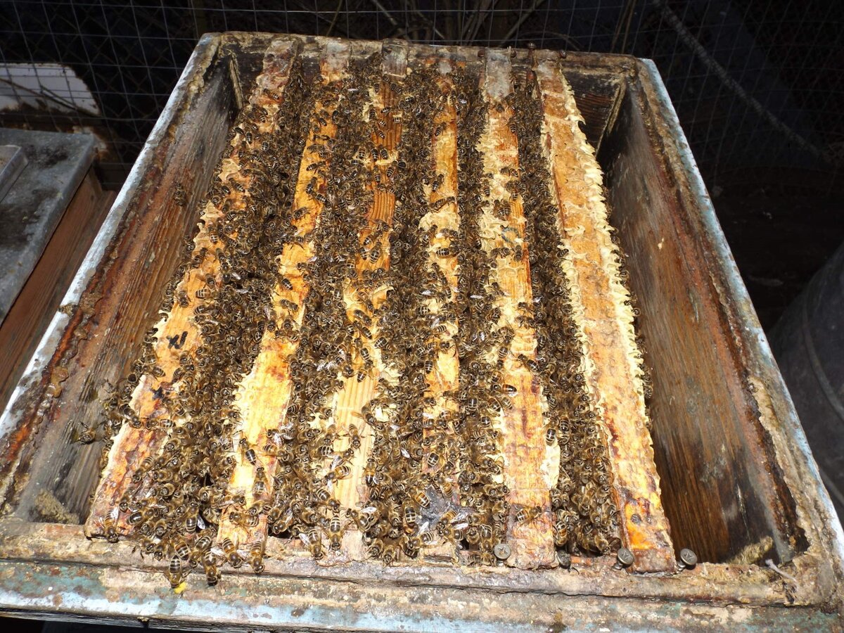 пчелы бакфаст после зимовки