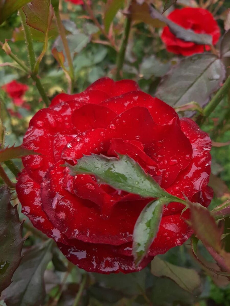 Не помню точно: или Лаваглют или Г.Х. Андерсен. Флорибунда. 