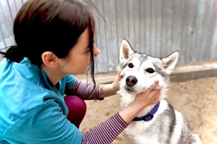Данди в приюте. 