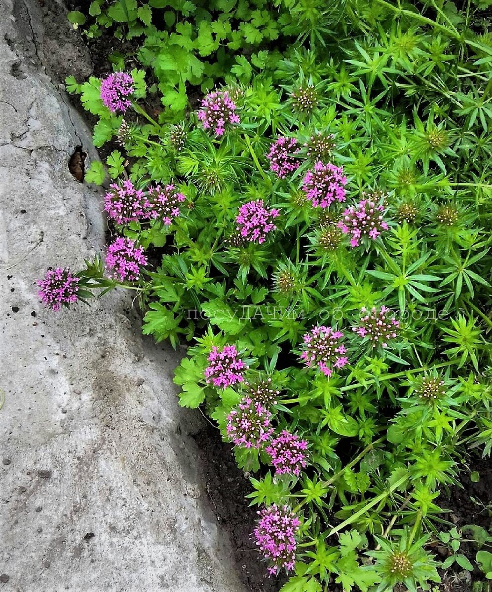 А какой запах исходит от этих цветочков... 