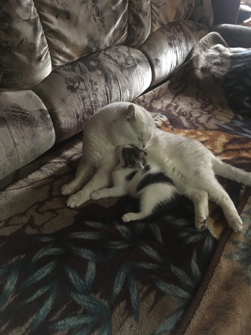 Я скучаю по тебе, Принцесса