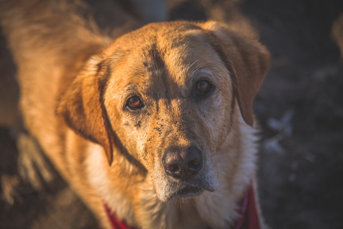 Фото с сайта https://www.pexels.com/ru-ru/photo/1366529/