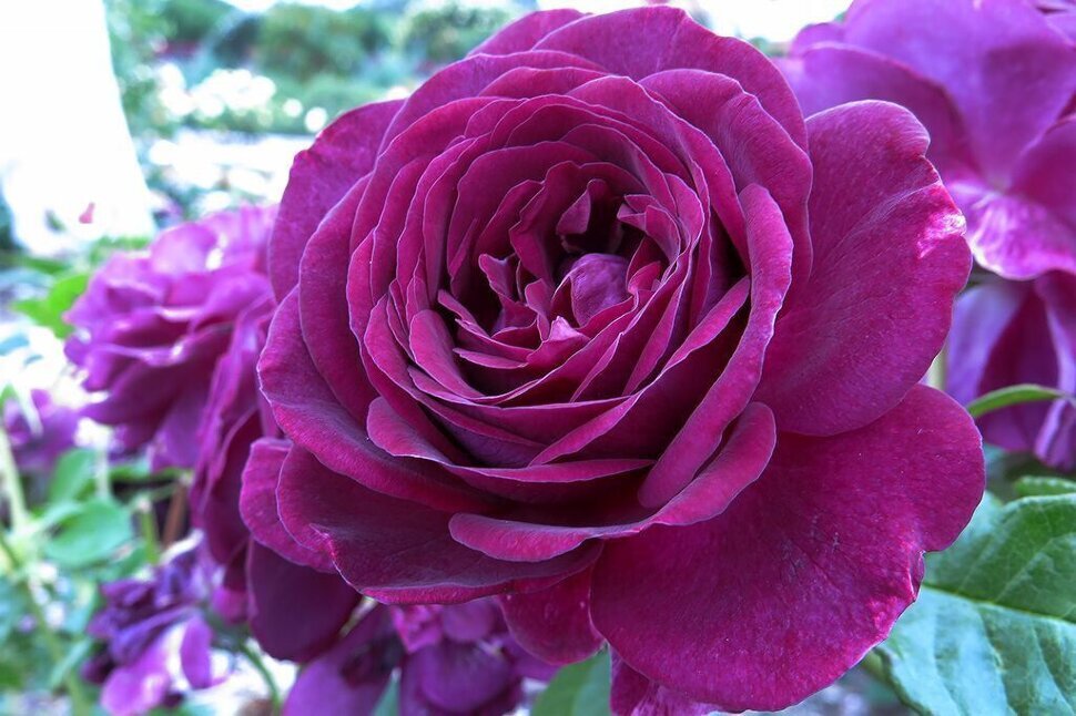 Роза -    ТВАЙЛАЙТ  ЗОУН.                                                                                             Таинственный цвет и сильный аромат этой розы переносят нас в другое измерение… Соцветия бархатных цветов фиолетового цвета как-будто овеваются дымком, а густомахровые цветы раскрываются в старомодной чашевидной форме и наполняют воздух своим интенсивным ароматом гвоздики и лимонных цитрусовых цветов.

Хорошая устойчивость к болезням, необычный цвет и манящий аромат гарантируют, что эту розу нельзя пропустить.                                                                                                 Авторы: Tom Carruth
Синонимы названия: Twilight Zone
Год селекции: 2011
Страна селекции: США
Группа: флорибунда
Основная окраска цветка: фиолетовая
Форма цветка: старомодная, чашевидная
Размер цветка: крупные
Диаметр, см: 10-11
Назначение: на срезку, для выращивания в контейнерах, для выращивания на клумбах, для бордюров