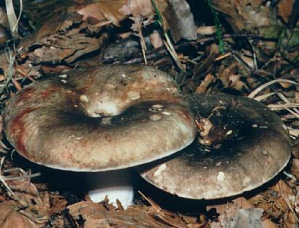 Фото Яндекс. Коллекции