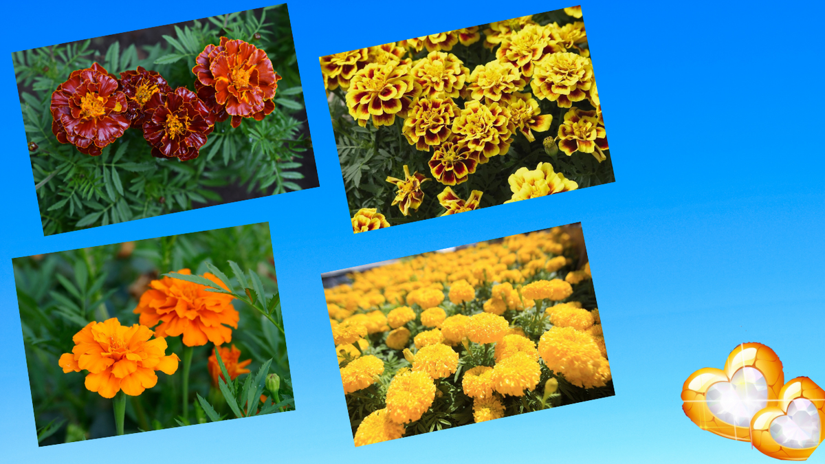 фото яндекс картинки