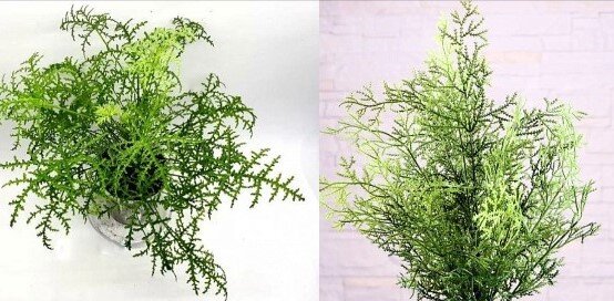 Правда ведь эти два растения похожи?  Справа Аспарагус со своими мелкоигольчатыми листочками.