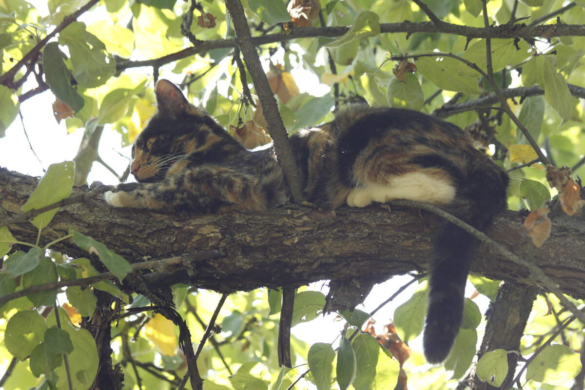 Наша Василиса на дереве. Фото автора