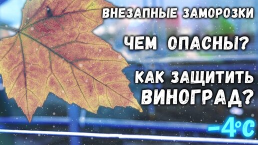 Внезапные осенние заморозки, чем опасны и как сберечь виноград?