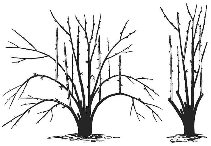 Обрезка чубушника  после цветения