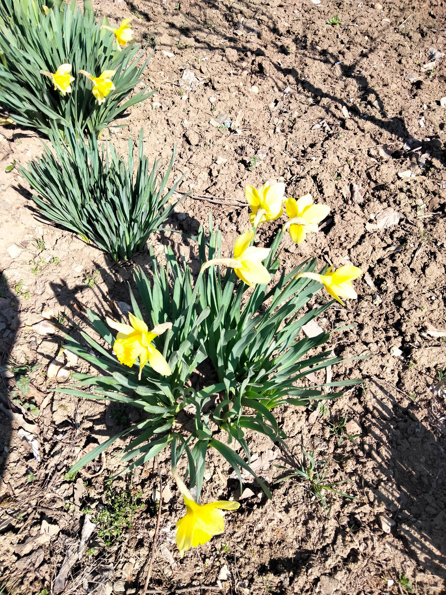 Цветы, как солнечные брызги повсюду. Листайте