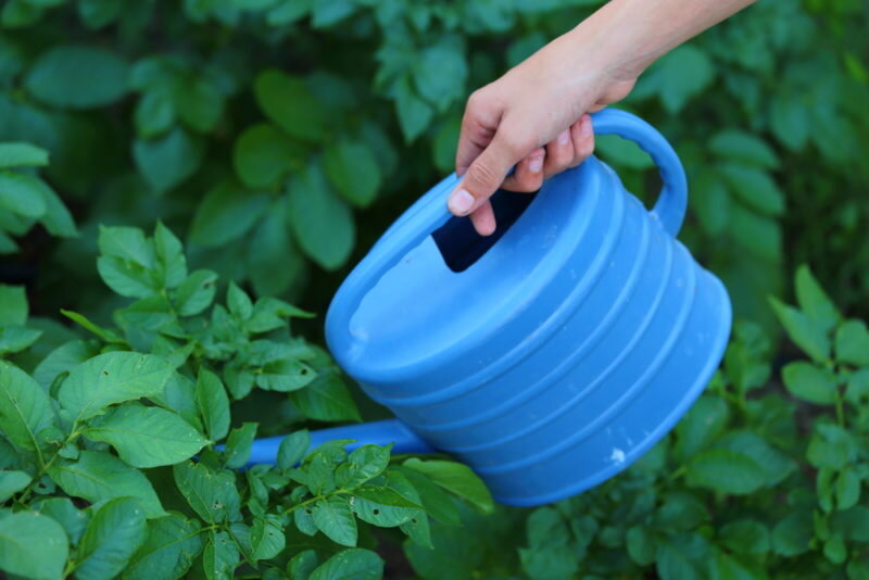 Полив картофеля. Фото используется с сайта gartenjournal.net