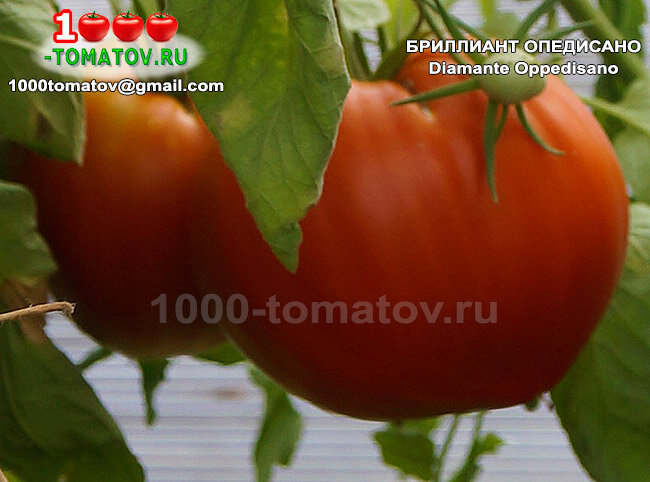 Томат Бриллиант Опедисано Diamante Oppedisano фото 2