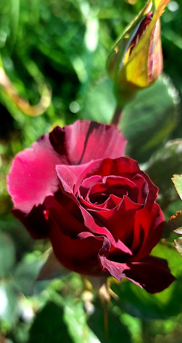 Папа Мейян 🤔. Ч/г роза. Могу ошибиться: уже точно не помню, какая именно это роза). 