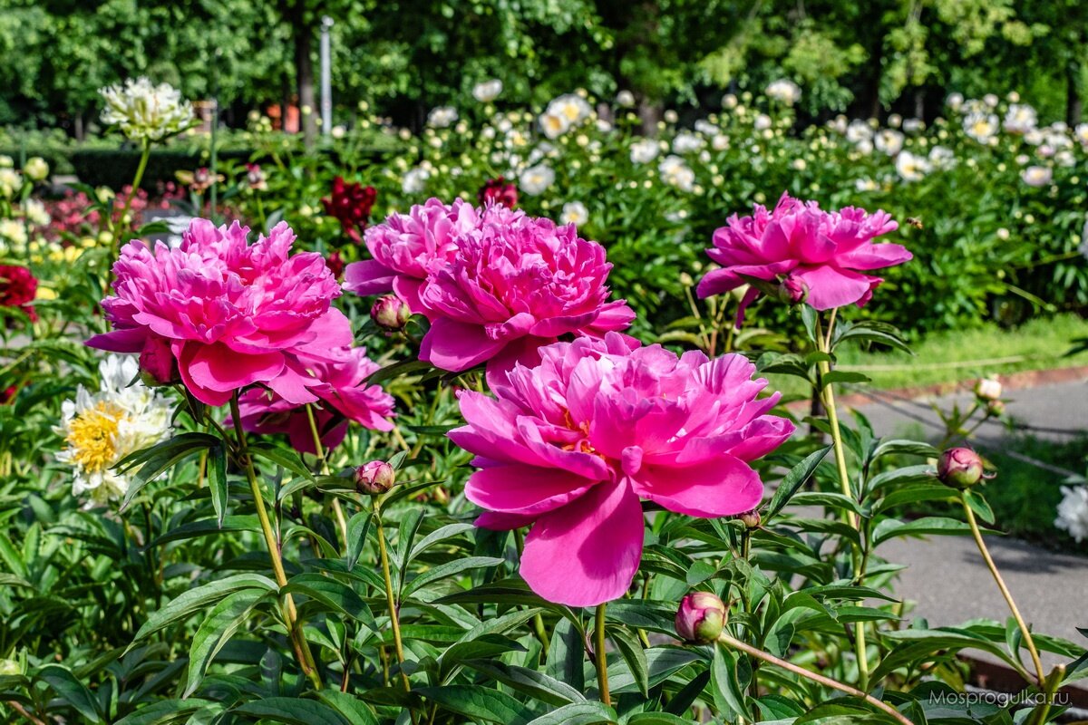Ярко-розовые пионы в Парке Горького