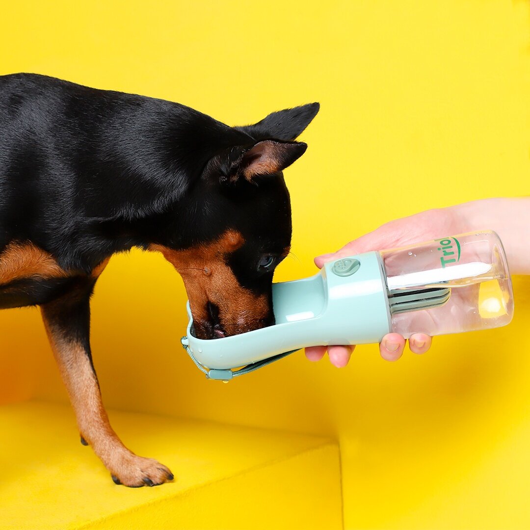 В сильную жару лучше побеспокоиться о том, как напоить питомца, ведь обезвоживание у собак развивается быстро и влечет за собой серьезные проблемы со здоровьем.