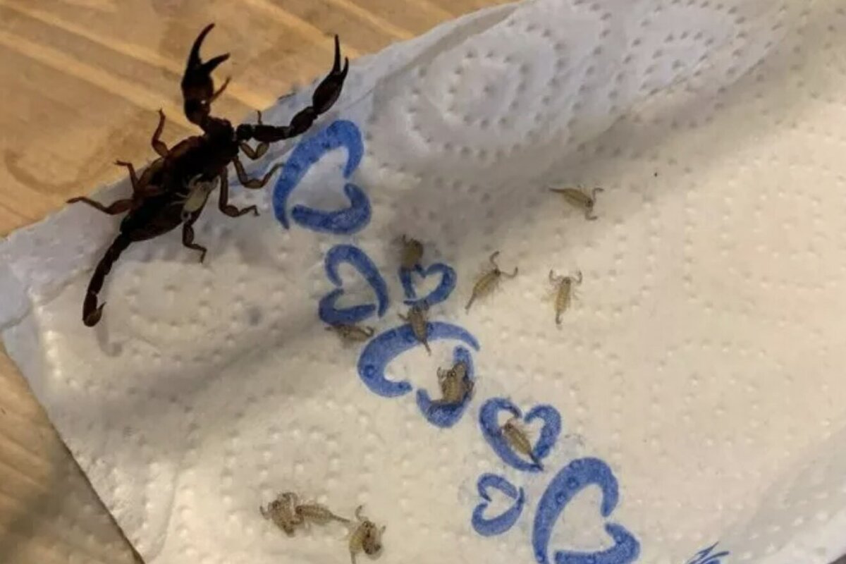     Сувенир: туристка после отпуска нашла в чемодане 18 скорпионов