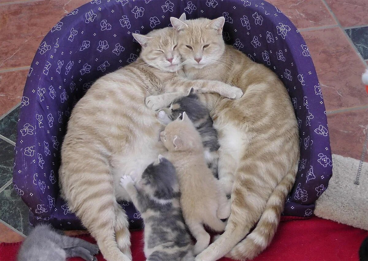 7 кошачий