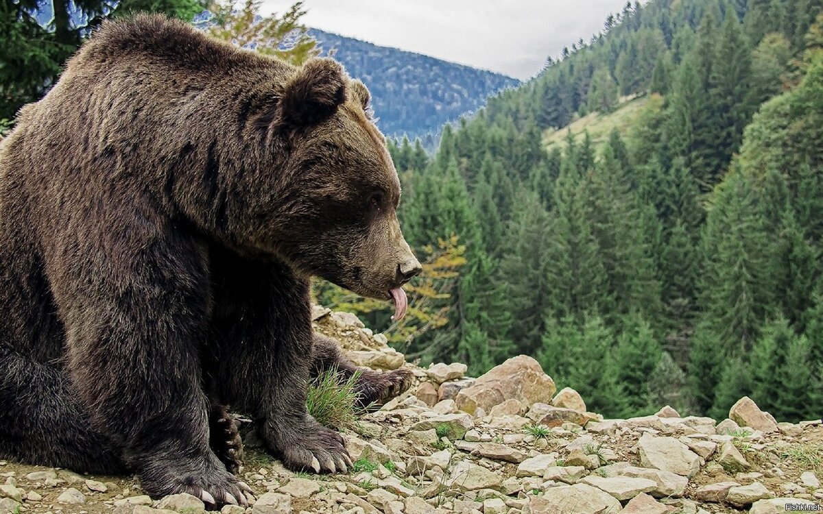 не тот самый медведь, но вполне вероятный!