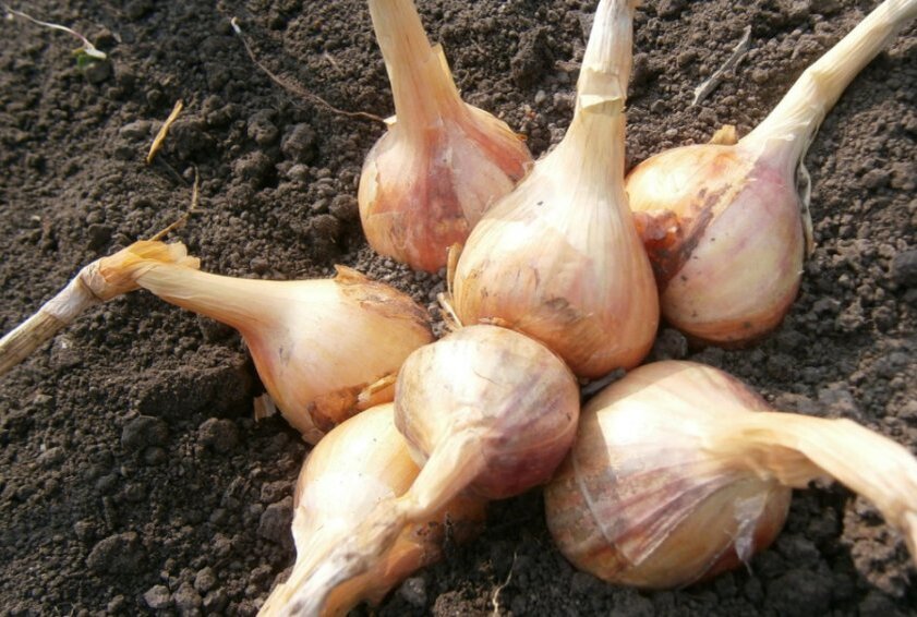 многолетний лук шалот. лук севок шалот семейный. лук шалот отличие от репчатого. лук севок шалот семейный. лук-шалот.