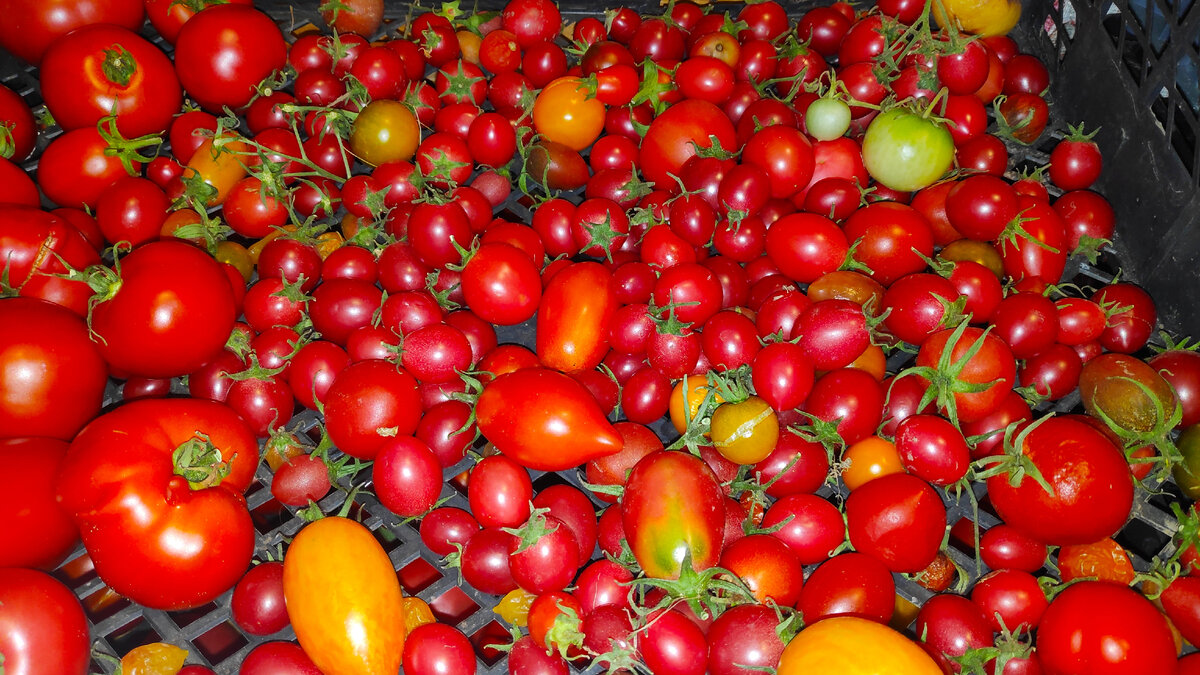 В статье использованы фото автора