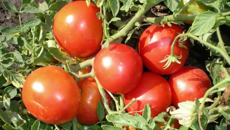 прото красивый томат