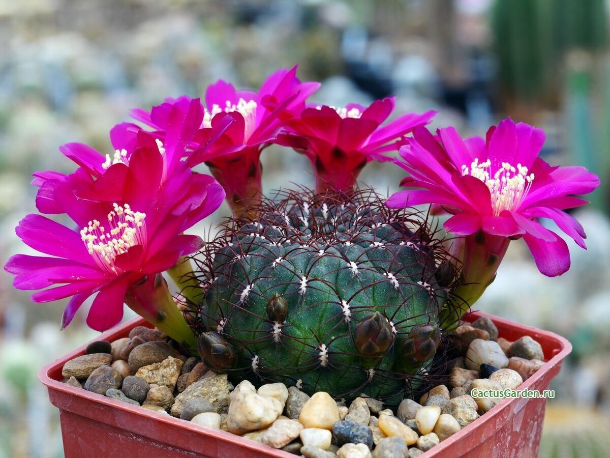 Название кактусов с цветами. Sulcorebutia frankiana. Sulcorebutia glomerispina. Кактус Сулькоребуция. Sulcorebutia glomerispina WR 249.