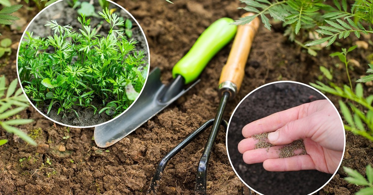 Сажаем морковь в холод