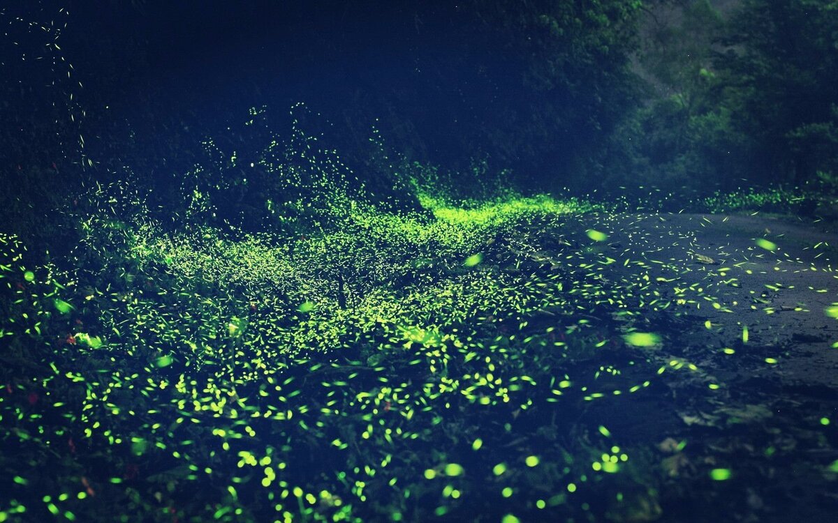 картинка из интернета.