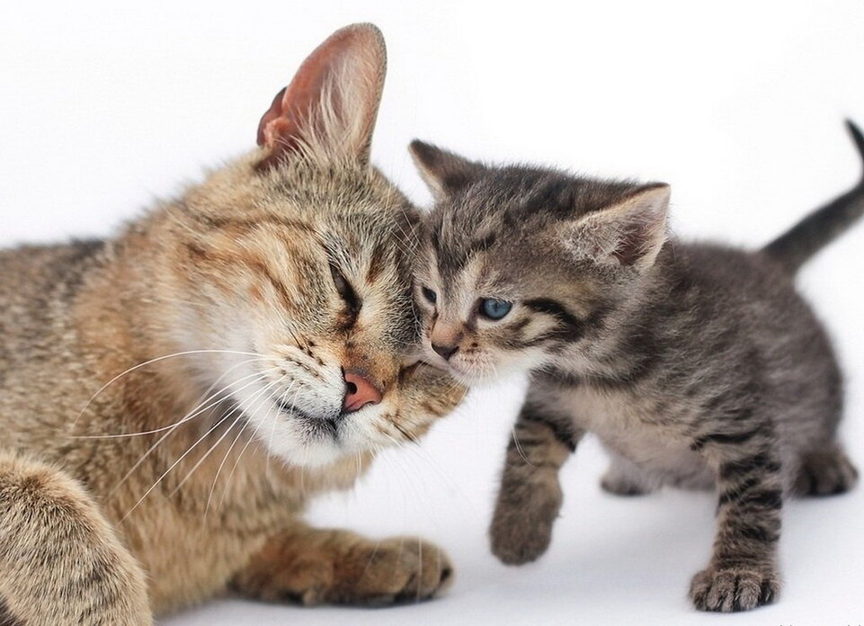 Кошка наказывает взрослого котенка, другая прогоняет отпрыска с кровати  хозяев: как мамы-кошки воспитывают котят | Ваша Планета | Дзен