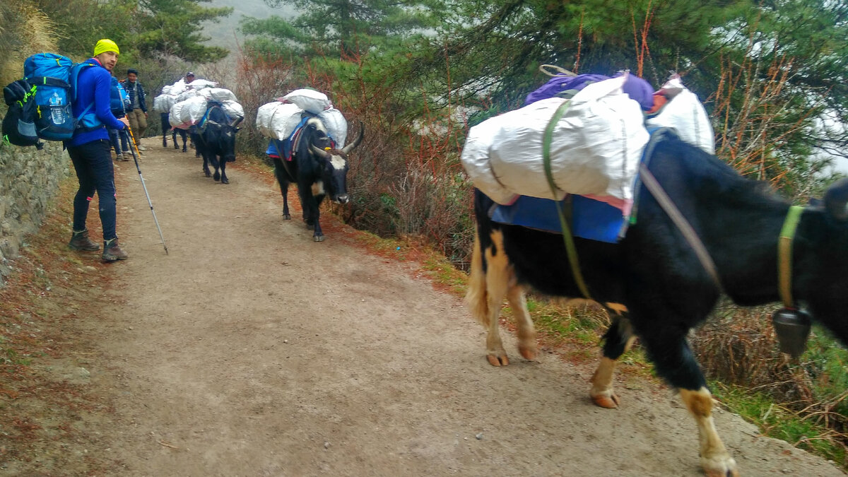 Дальше деревни Карикола дороги нет, и всю добрую сотню км до базового лагеря Эвереста и все посёлки на ней снабжаются с помощью яков, ослов и портеров.