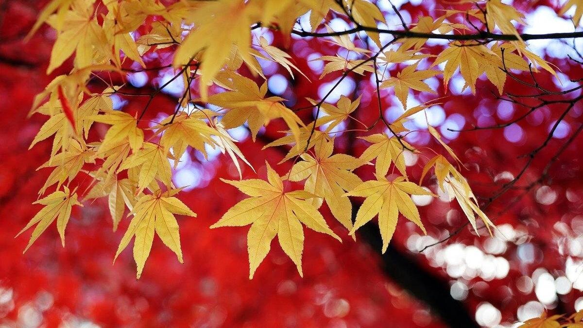    Желтые листья:pixabay.com