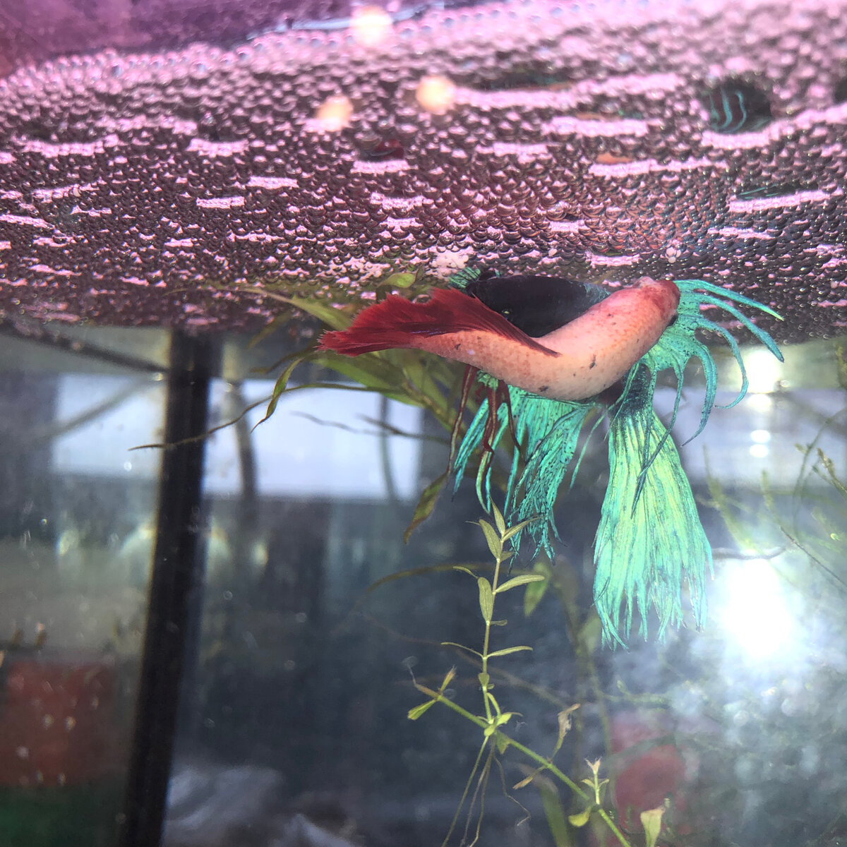 Брачное поведение бойцовых рыбок - маленькое чудесное представление-сказка. Фотографии в тексте мои.