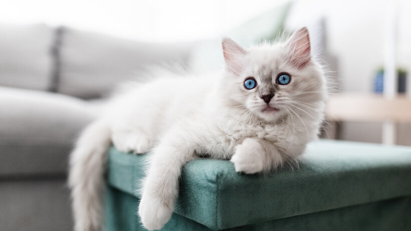   Кошка © Adobe Stock