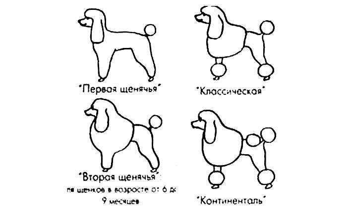 Таблица веса карликового пуделя Как я стала собачьим парикмахером Животные Дзен