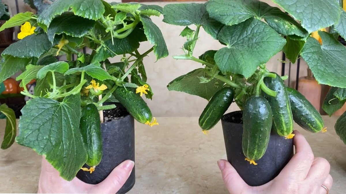 Ссылка на изображение https://i.ytimg.com/vi/sxn3R0iiZic/maxresdefault.jpg?7857057827