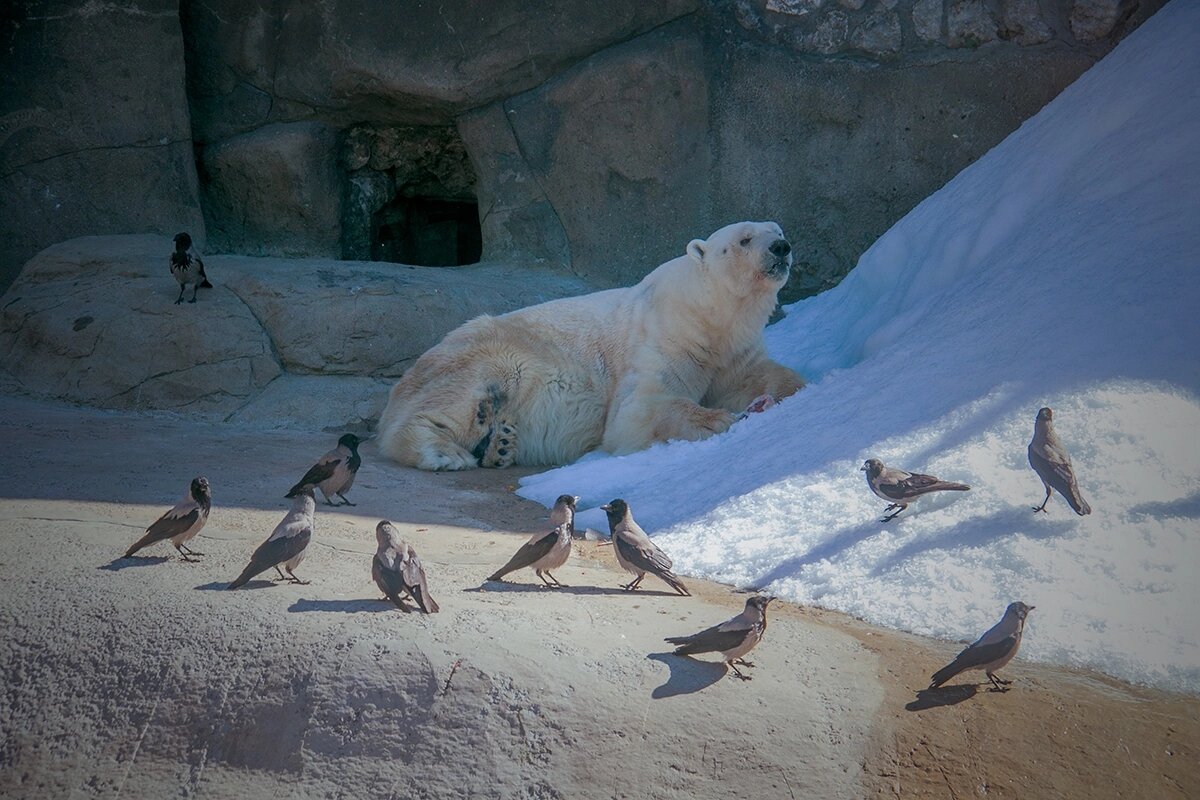 Дикси с друзьями