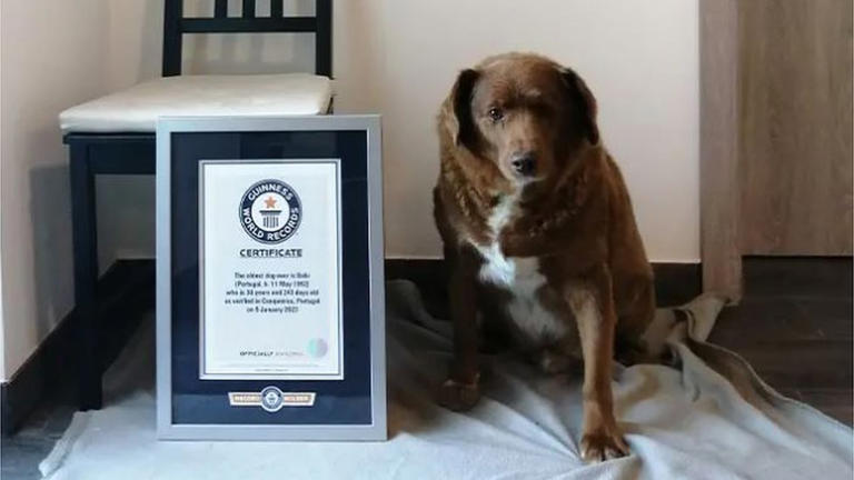 © Guinness World Records