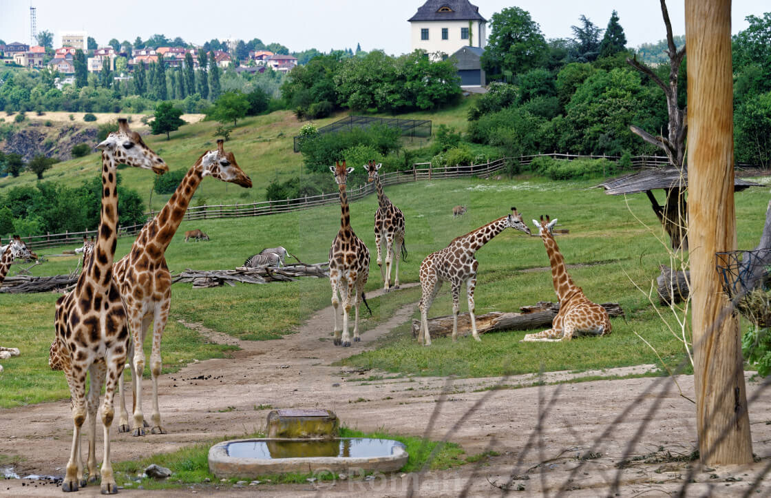 Воскресенье зоопарк. Чешский зоопарк Прага. Пражский зоопарк Прага. Пражский зоопарк (г. Прага). Прага зоопарк фуникулер.