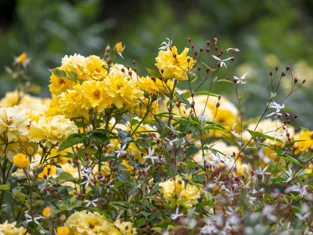 Фото: petra-pelz.com