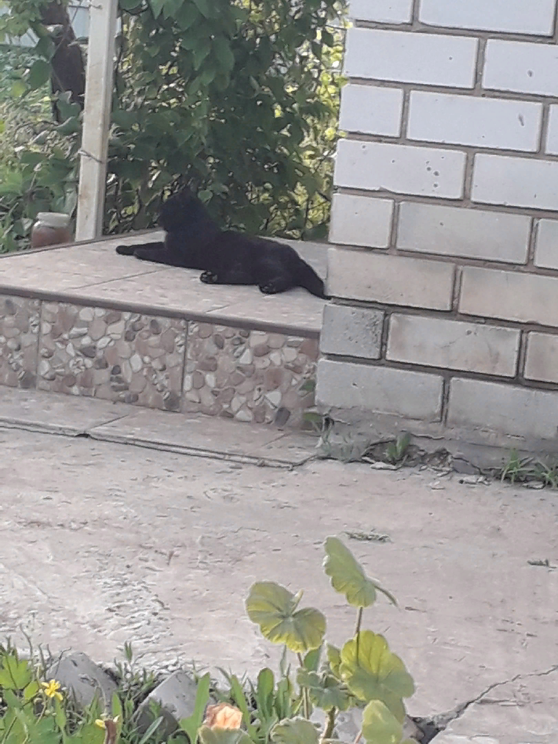 Потери на моем участке. Болезни и насекомые-вредители тут не причем3