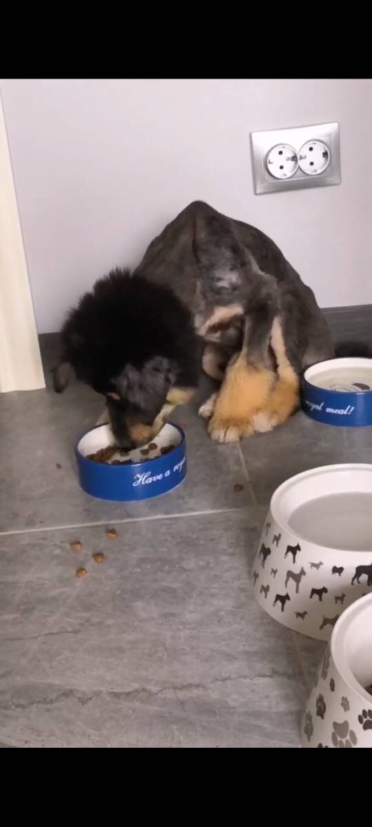 Скриншот из видео, сделанного хозяйкой.